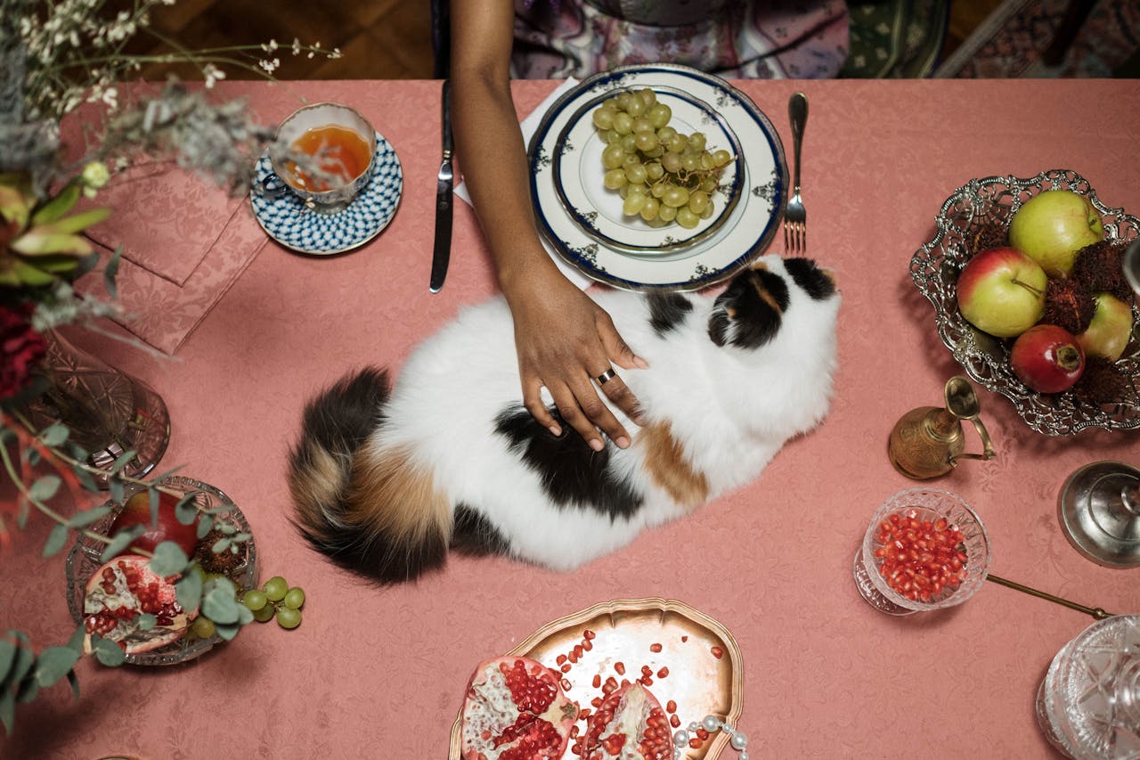 What Can Cats Eat on Thanksgiving? (Complete List)