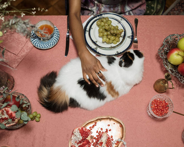 What Can Cats Eat on Thanksgiving? (Complete List)