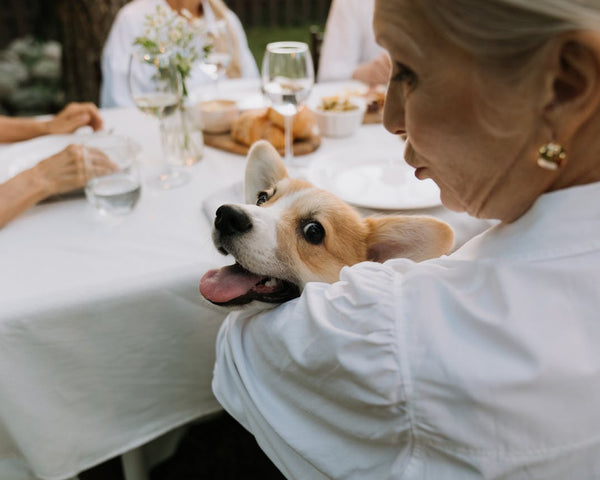 What Can Dogs Eat on Thanksgiving? (Complete List)