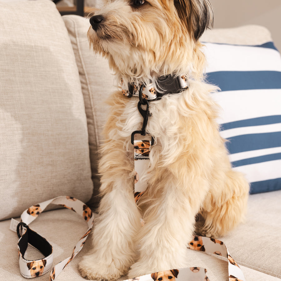 Custom Pet Portrait Collar & Leash