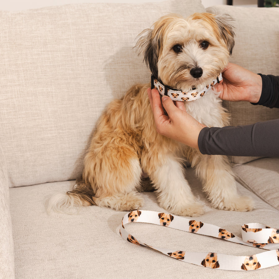 Custom Pet Portrait Collar & Leash
