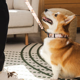 Custom Pet Portrait Collar & Leash