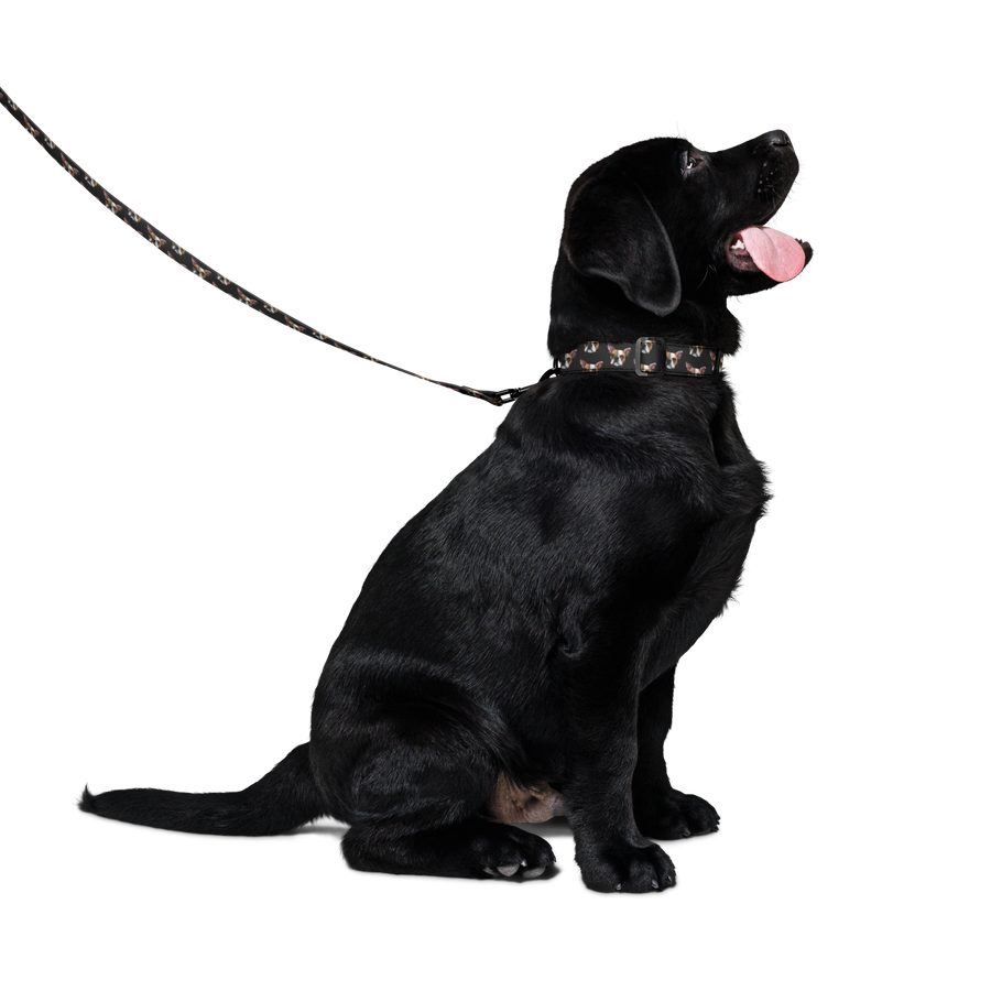 Custom Pet Portrait Collar & Leash