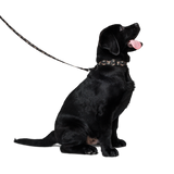 Custom Pet Portrait Collar & Leash