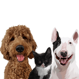 3 pets
